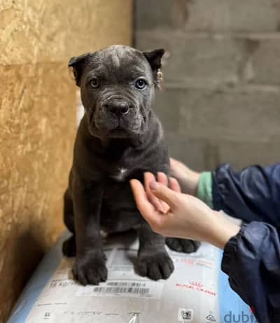 cane corso puppy boy from Russia