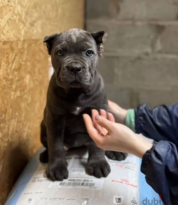 cane corso puppy boy from Russia 0