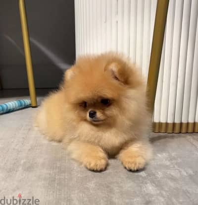 Mini Pomeranian female from Russia