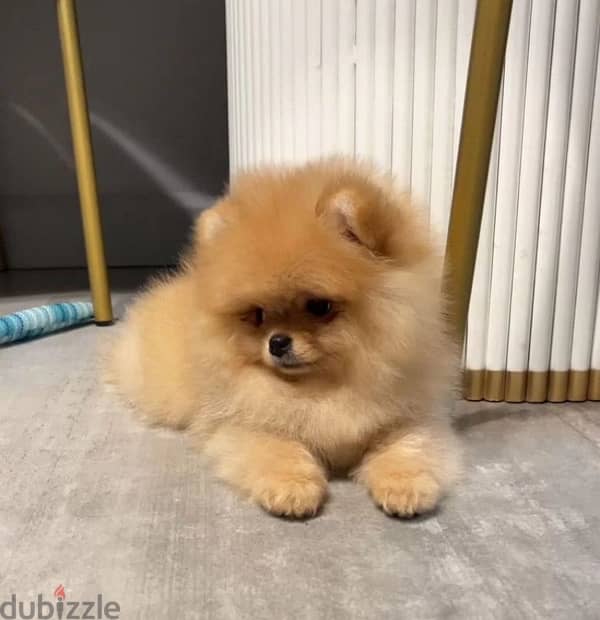 Mini Pomeranian female from Russia 0