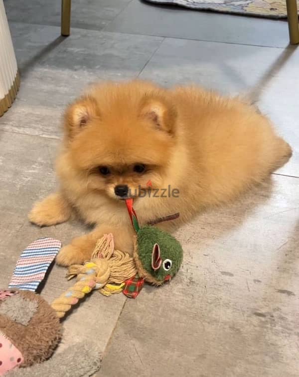 Mini Pomeranian female from Russia 1