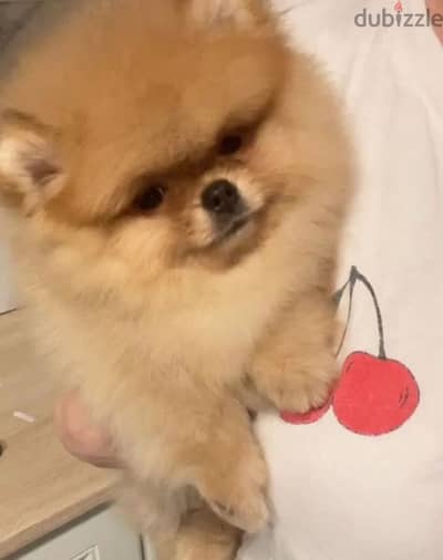 Mini Pomeranian female from Russia