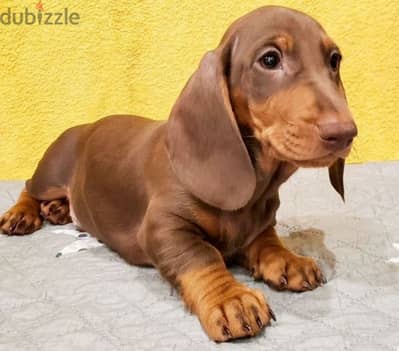 Dachshund puppy boy from Russia