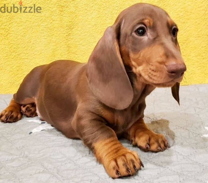 Dachshund puppy boy from Russia 0