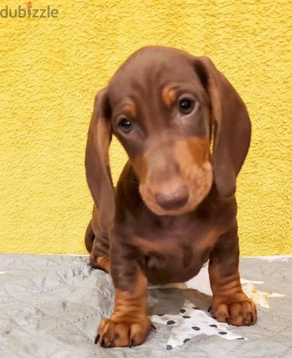 Dachshund puppy boy from Russia 1