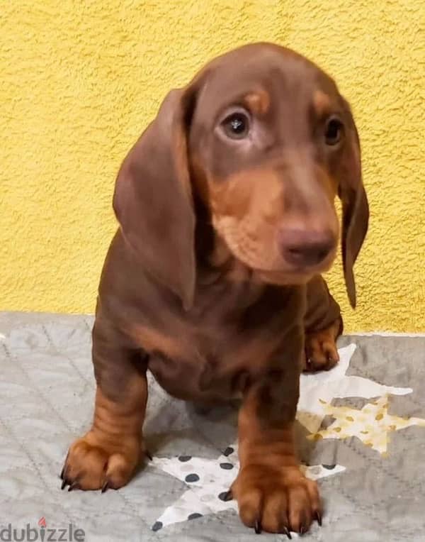 Dachshund puppy boy from Russia 2