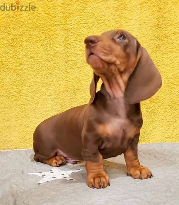 Dachshund puppy boy from Russia 3