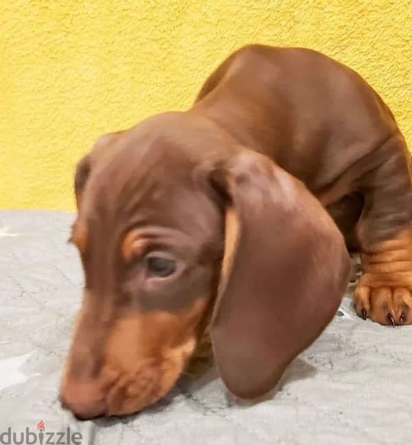 Dachshund puppy boy from Russia 4