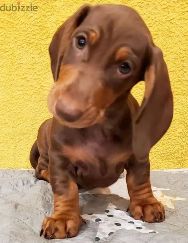 Dachshund puppy boy from Russia 6