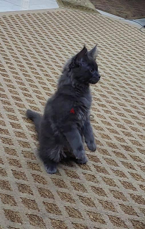 main coon kitten 01096362131 7