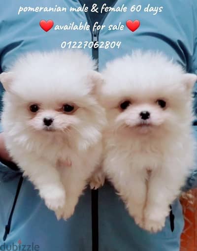 pomeranian male & female بومرانيان