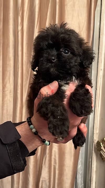 female  maltipoo