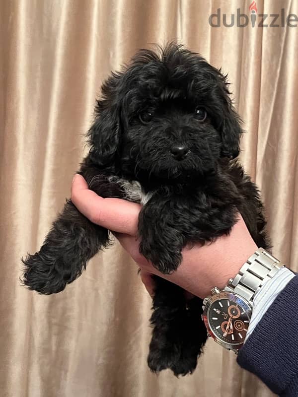 female  maltipoo 1