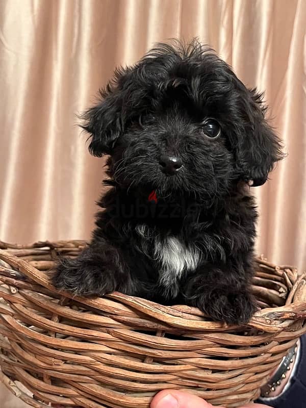 female  maltipoo 2