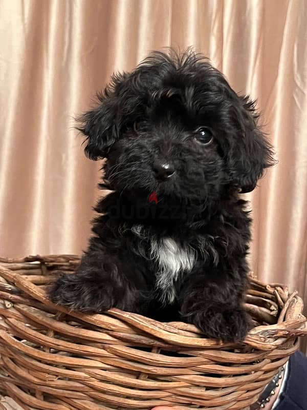 female  maltipoo 3