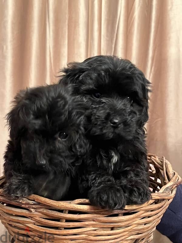 female  maltipoo 5