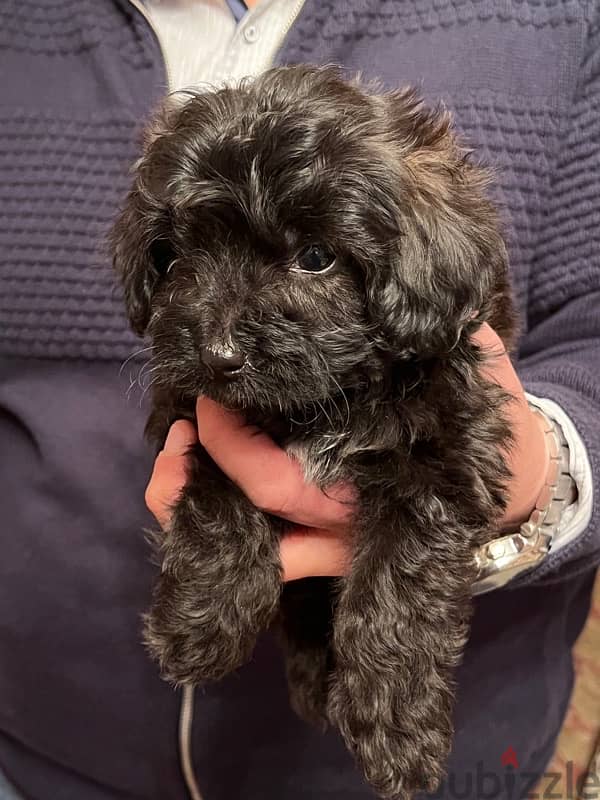 female  maltipoo 6