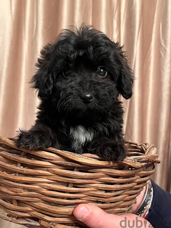 female  maltipoo 7