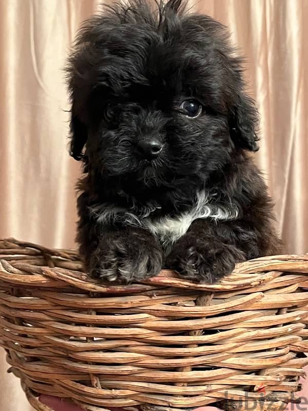 female  maltipoo 8