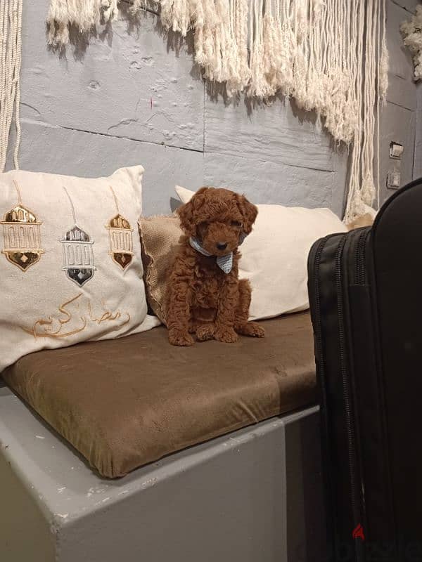 toy poodle Dark red 0