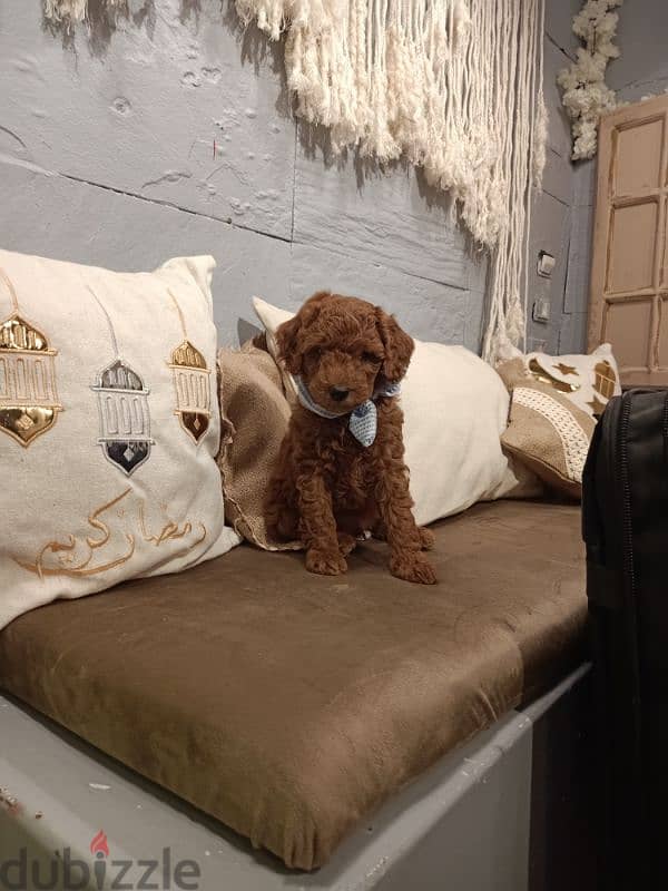 toy poodle Dark red 1