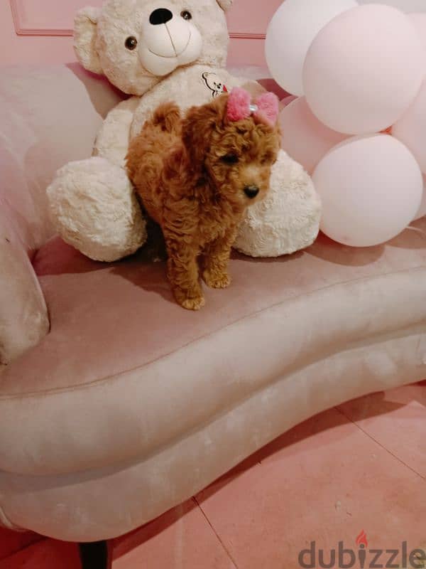 Toy poodle بودل 0