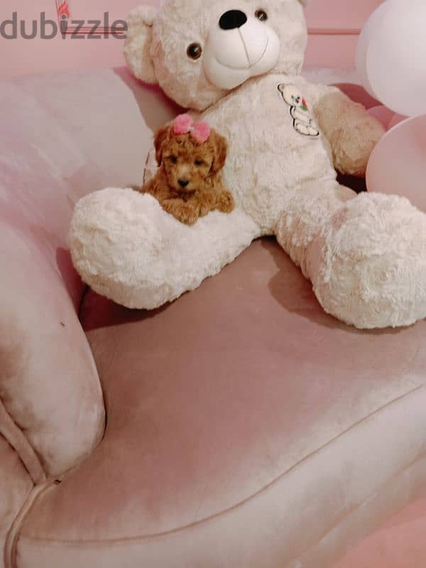 Toy poodle بودل 1