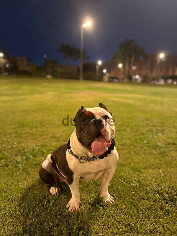 Top Blood line American bully for mating للجواز اميركان بولي 3