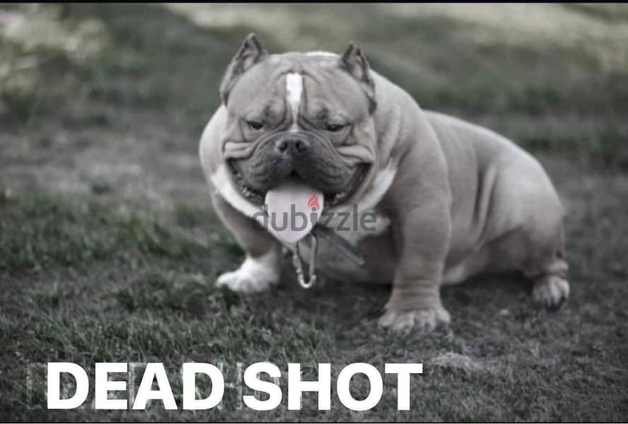 Top Blood line American bully for mating للجواز اميركان بولي 5