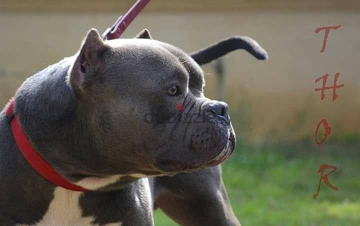 Top Blood line American bully for mating للجواز اميركان بولي 6