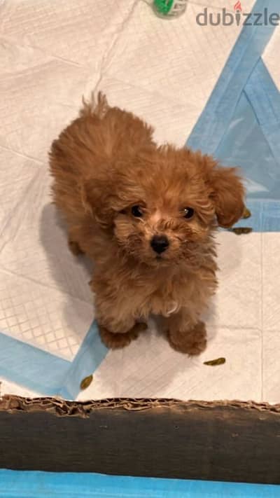 cavapoo