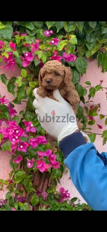 toy poodle puppies for sale in Cairo Egypt جراوي بوودل للبيع في مصر