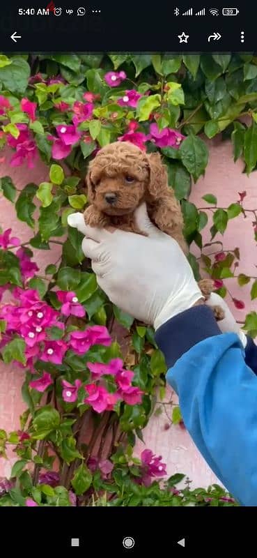 toy poodle puppies for sale in Cairo Egypt جراوي بوودل للبيع في مصر 1