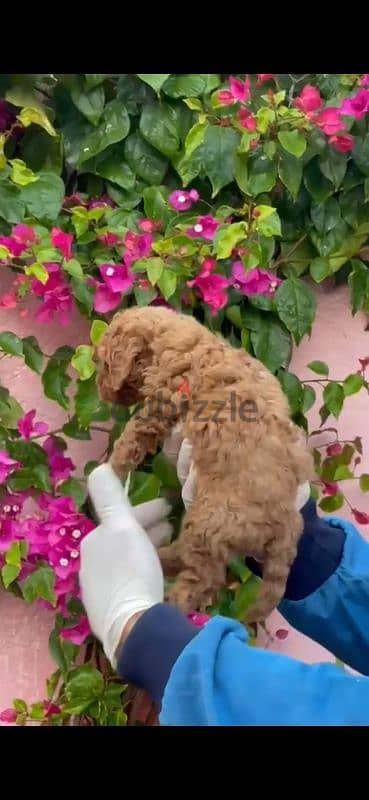 toy poodle puppies for sale in Cairo Egypt جراوي بوودل للبيع في مصر 2