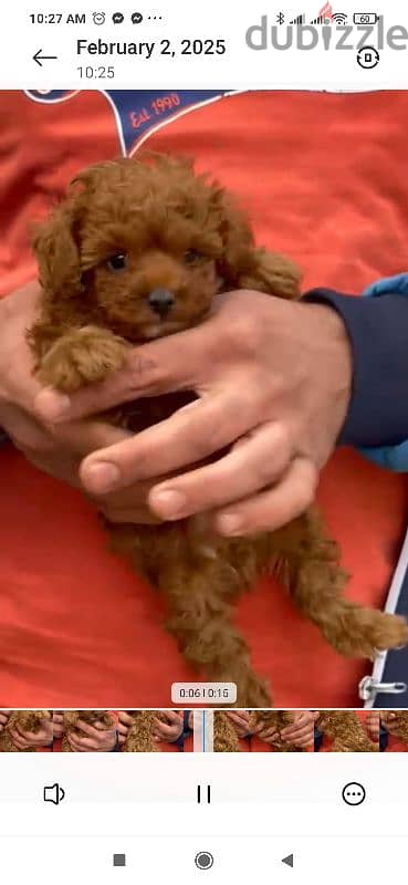 toy poodle puppies for sale in Cairo Egypt جراوي بوودل للبيع في مصر 3