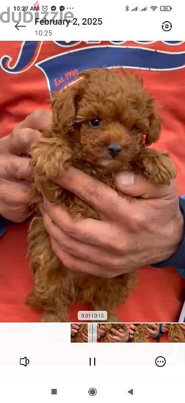 toy poodle puppies for sale in Cairo Egypt جراوي بوودل للبيع في مصر 4