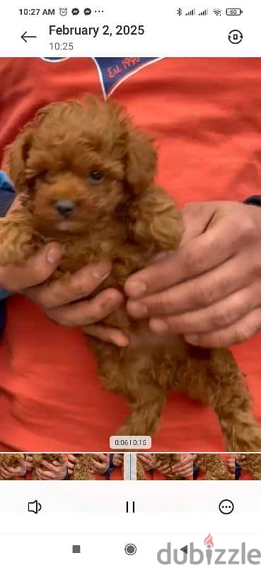 toy poodle puppies for sale in Cairo Egypt جراوي بوودل للبيع في مصر 5