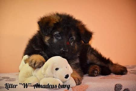 imported German Shepherd puppies with Fci pedigree جراوي جيرمن شيبرد