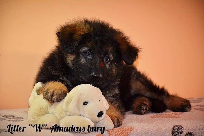 imported German Shepherd puppies with Fci pedigree جراوي جيرمن شيبرد 0