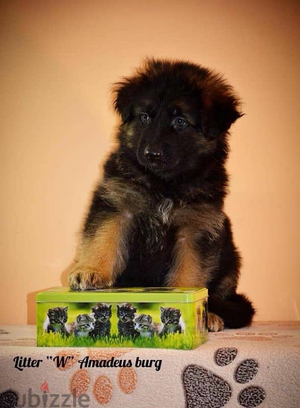 imported German Shepherd puppies with Fci pedigree جراوي جيرمن شيبرد 1