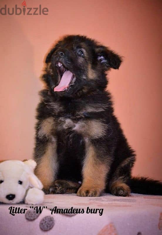 imported German Shepherd puppies with Fci pedigree جراوي جيرمن شيبرد 2