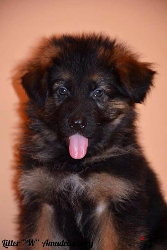 imported German Shepherd puppies with Fci pedigree جراوي جيرمن شيبرد 3