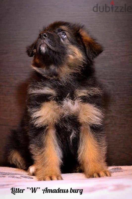 imported German Shepherd puppies with Fci pedigree جراوي جيرمن شيبرد 4