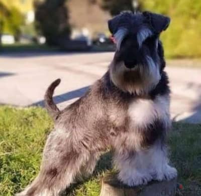 schnauzer puppies