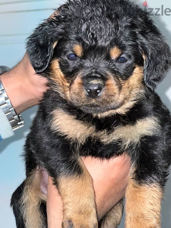 Rottweiler puppies 1