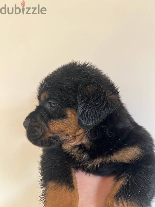 Rottweiler puppies 2