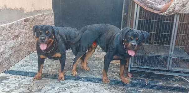 Rottweiler puppies