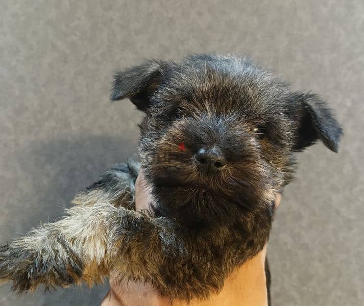 schnauzer puppies 3