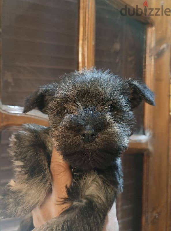 schnauzer puppies 4