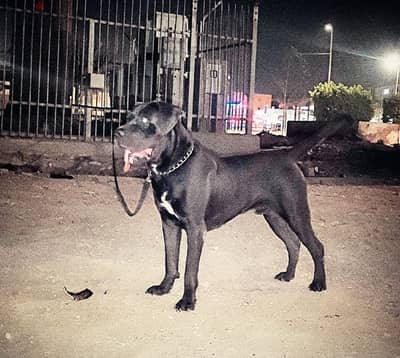 cane Corso